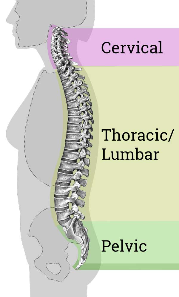 spine curvature illustration for sleep position